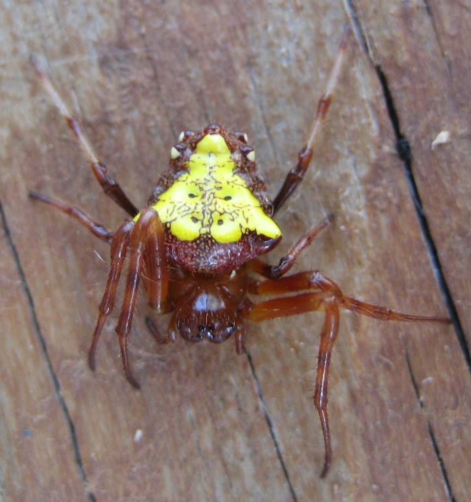 Arrowhead Orbweaver (A Guide to Spiders) · iNaturalist