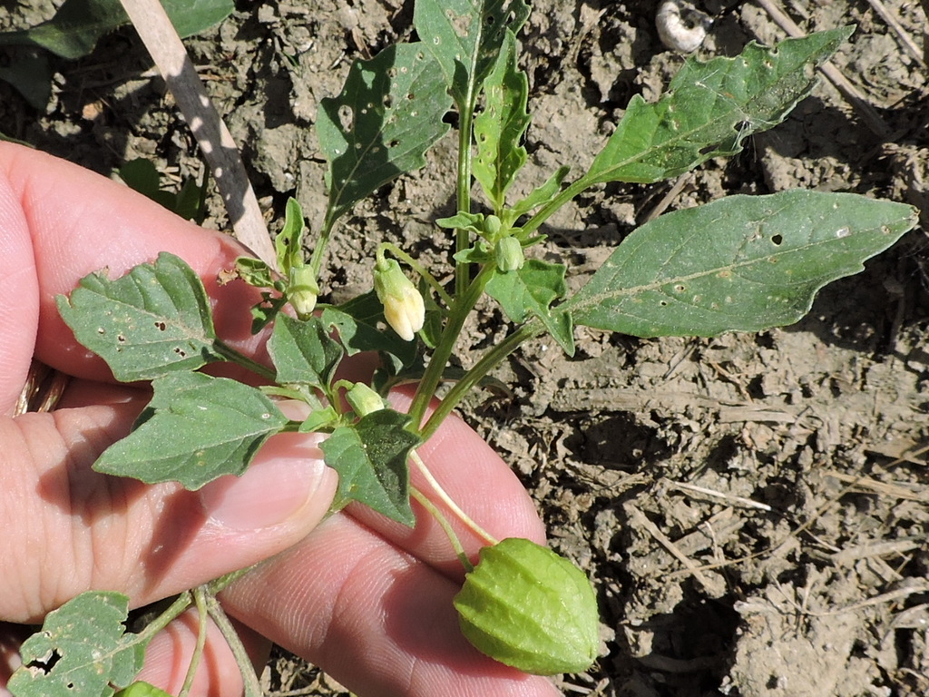 cutleaf groundcherry from Saratoga Park, Fort Worth, Texas on October