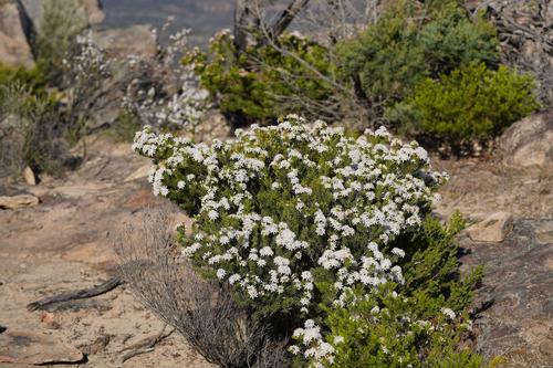 Richter, R 2019, Fringe Myrtle | Calytrix tetragona,