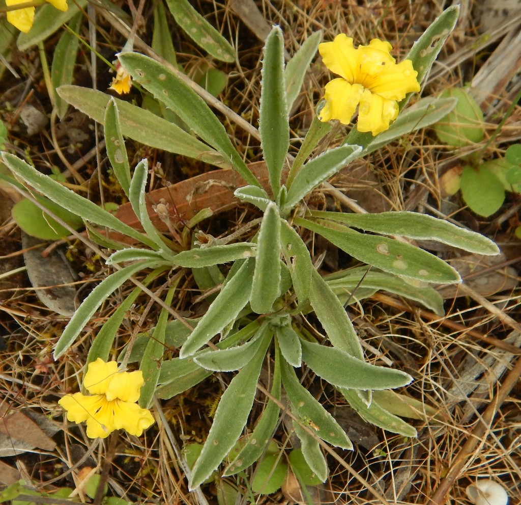 Sandhill Goodenia from Eckert Road on October 16, 2019 at 1250 PM by
