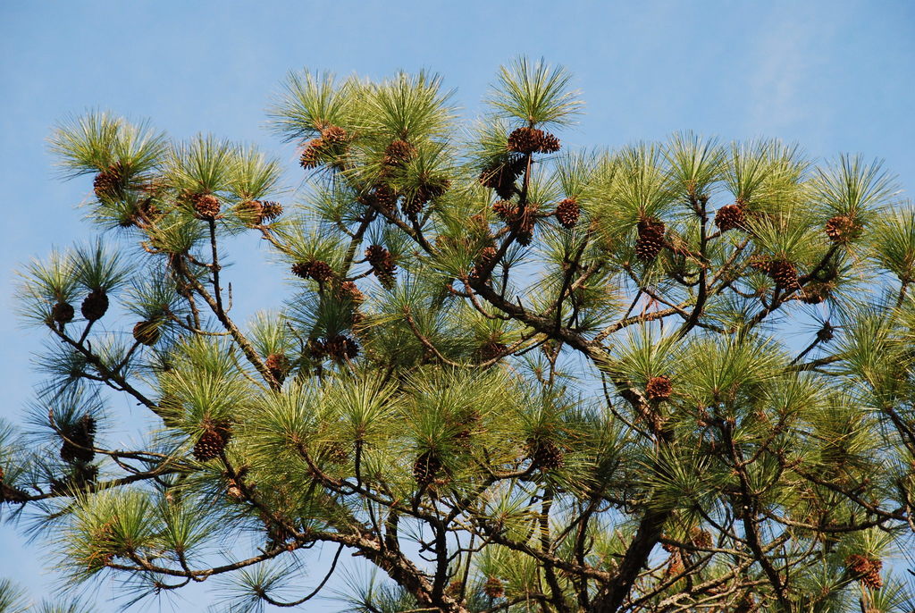 pines (Plant Tax Study Guide) · iNaturalist