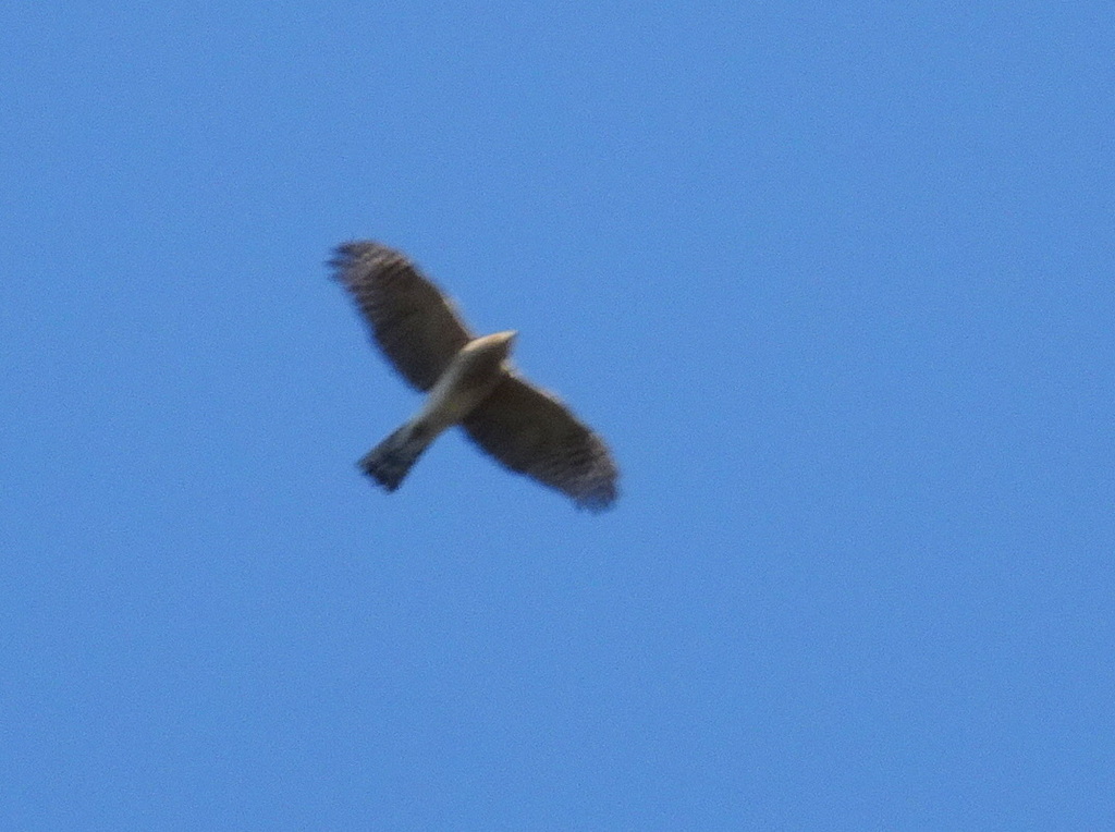 Sharpshinned Hawk from West Campus, Lawrence, KS, USA on October 21