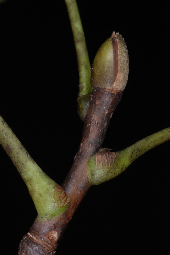 pignut hickory (Dendrology(PBIO2480)_11/26/19) · BioDiversity4All