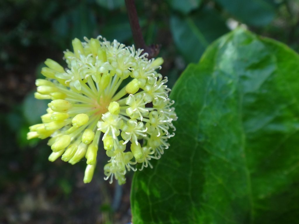 barbedwire vine (Logan native plants that look like weeds.) · iNaturalist