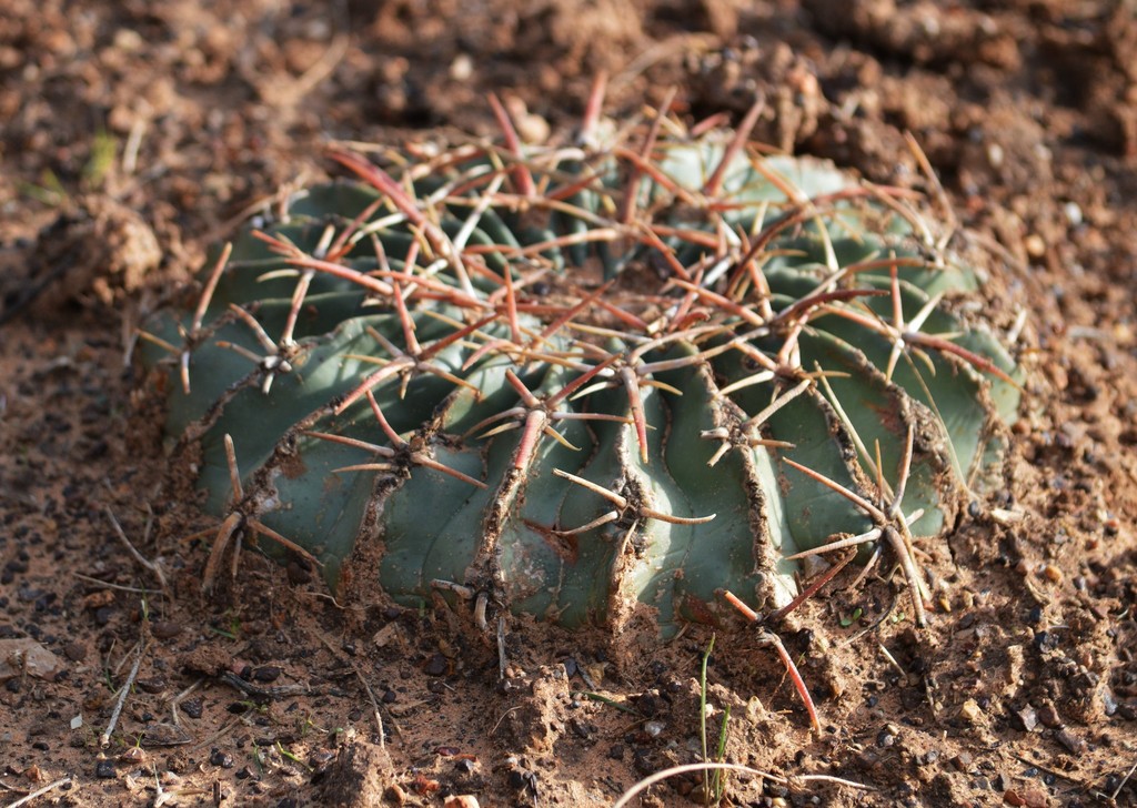 Horse Crippler Cactus from Texas, US on November 10, 2016 by tnewman