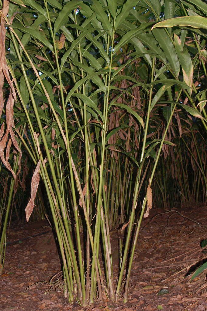 Cardamomo (Plantas medicinales de Guatemala) · iNaturalist