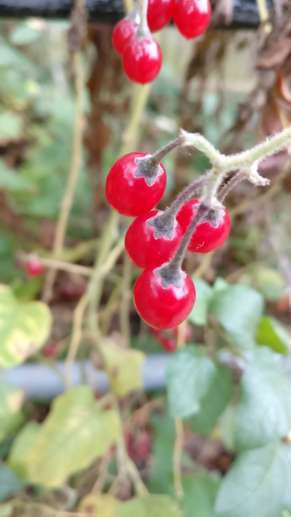 bittersweet nightshade (Angiosperms of Southeast Michigan) · iNaturalist