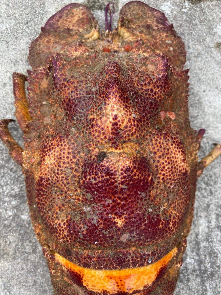 Aesop Slipper Lobster (Slipper Lobsters of the World) · iNaturalist