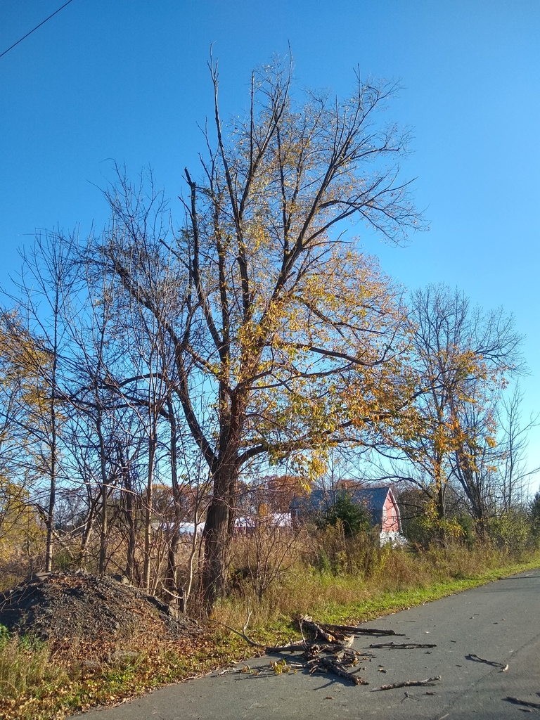 flowering plants from West Coxsackie, NY 12192, USA on November 2, 2019
