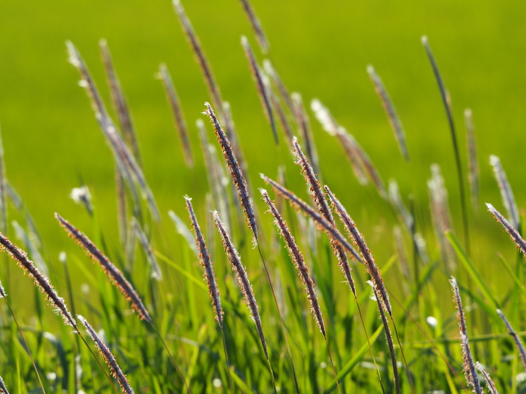 Cogon Grass (Utah State Noxious Weed Guide) · NaturaLista Mexico
