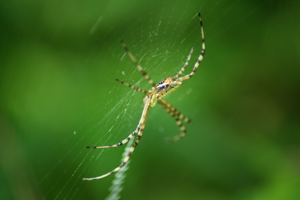 Banded Garden Spider from Colinas de San Javier, 44660 Guadalajara, Jal