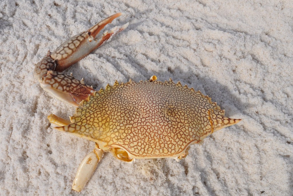 Speckled Swimming Crab (MatBio CRABS, SHRIMPS, JELLYFISH, SEA STARS
