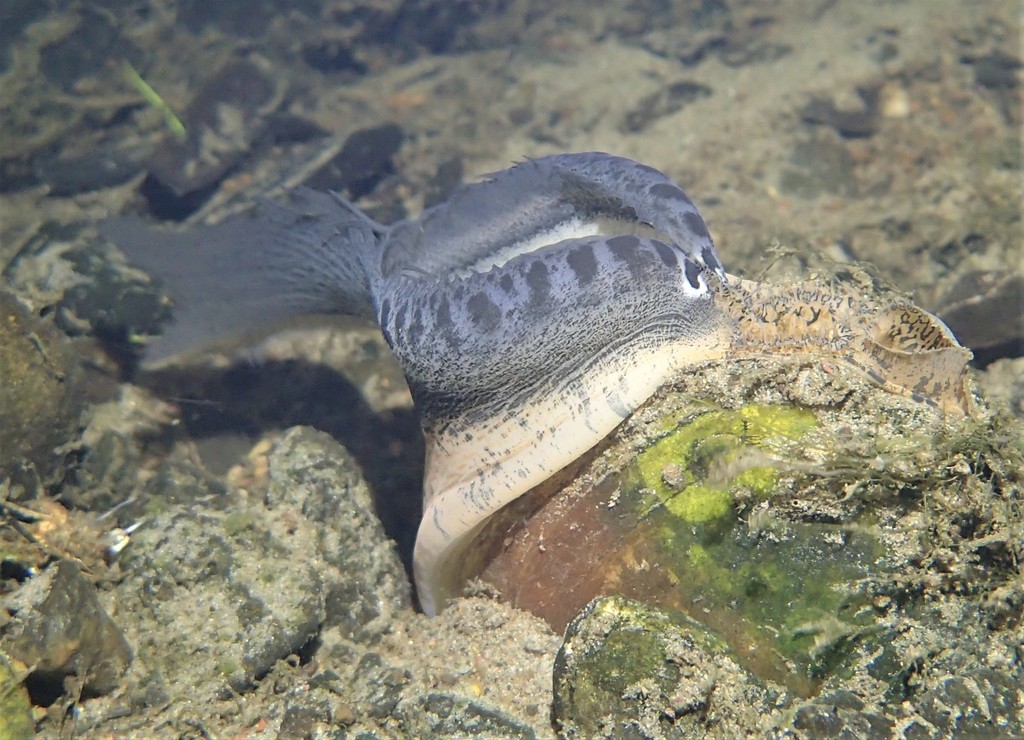 Freshwater Mussel Lures