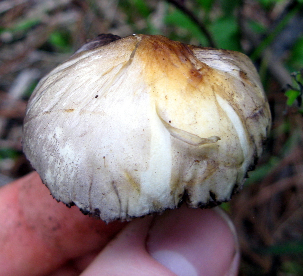 Magic Mushroom (Guía general de Macrohongos de Costa Rica) · iNaturalist