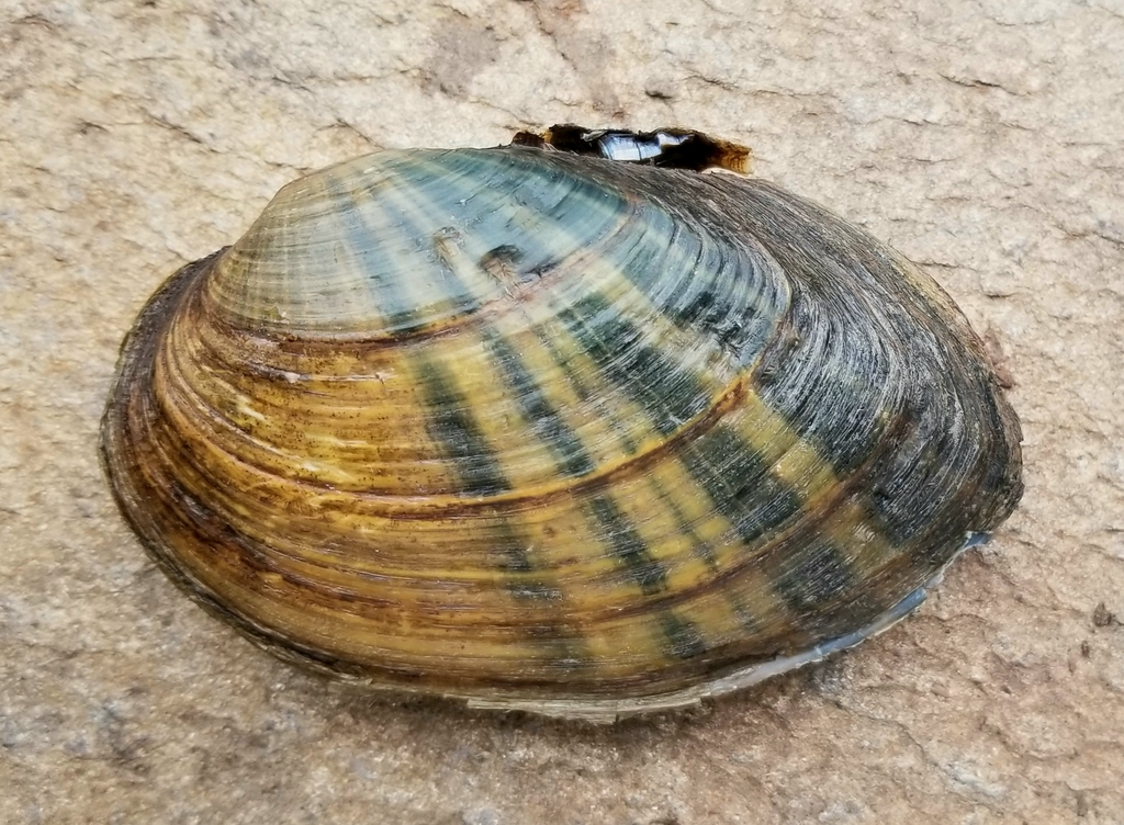 Mucket (Canaiad's Freshwater Mussels of Canada) · iNaturalist