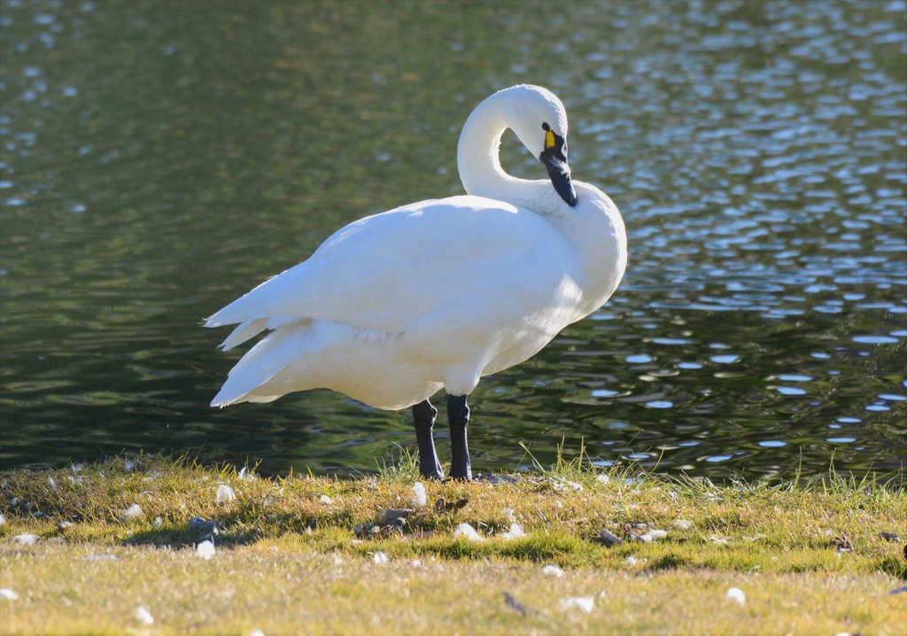 Tundra swan (Wildlife of North Sterling State Park) · iNaturalist