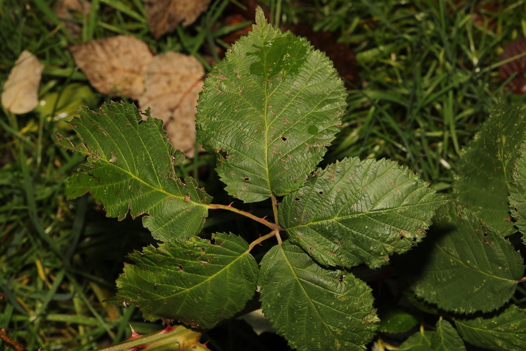 Armenian Blackberry from Runcorn Cemetery, Langdale Road, Runcorn