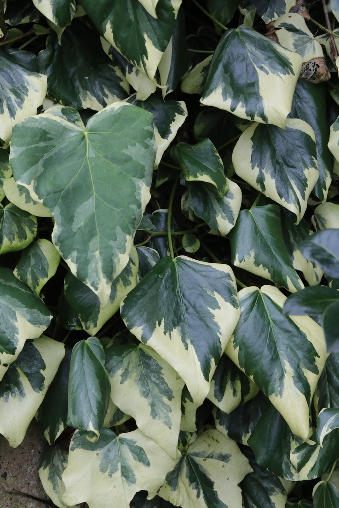 Persian Ivy from Runcorn Cemetery, Langdale Road, Runcorn, Cheshire, UK