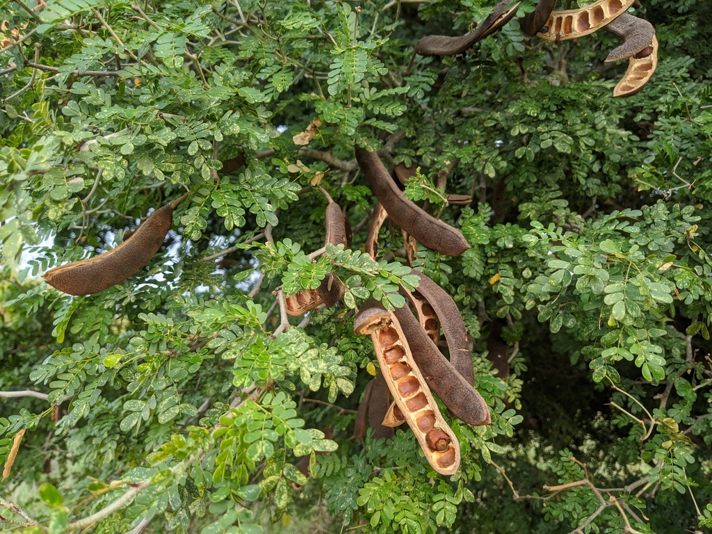 Ébano (Leguminosas de Veracruz) · iNaturalist