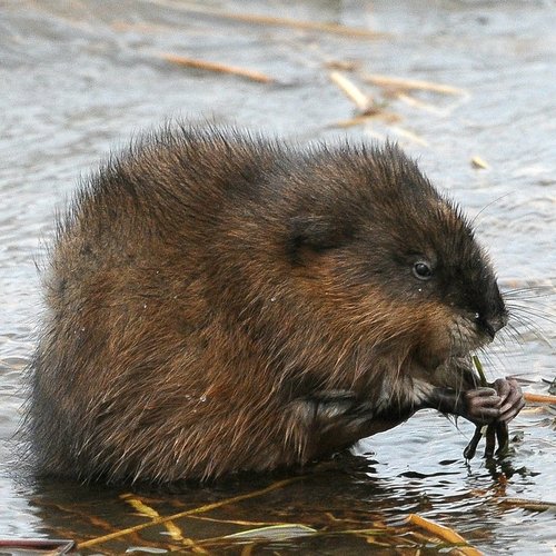 Rata almizclera (Mamíferos terrestres de Baja California) · NaturaLista