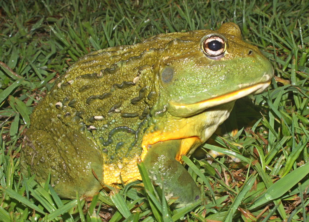Giant African Bullfrog (Amphibians of Zimbabwe) · iNaturalist