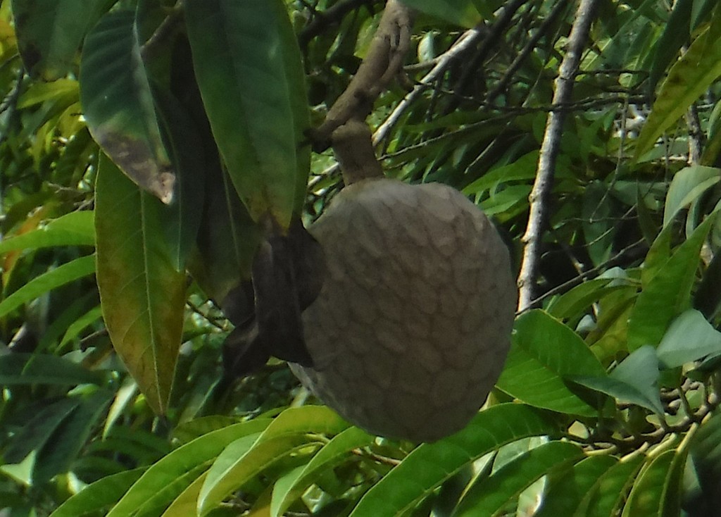 Wild Sweetsop from Verdúm, de Yásica 57000, Dominican Republic