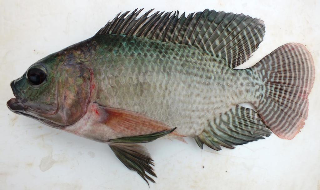 Mozambique Tilapia on July 15, 2014 at 1247 PM by Rob Palmer · iNaturalist