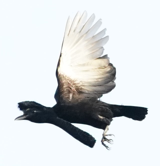 Umbrella Bird Flying