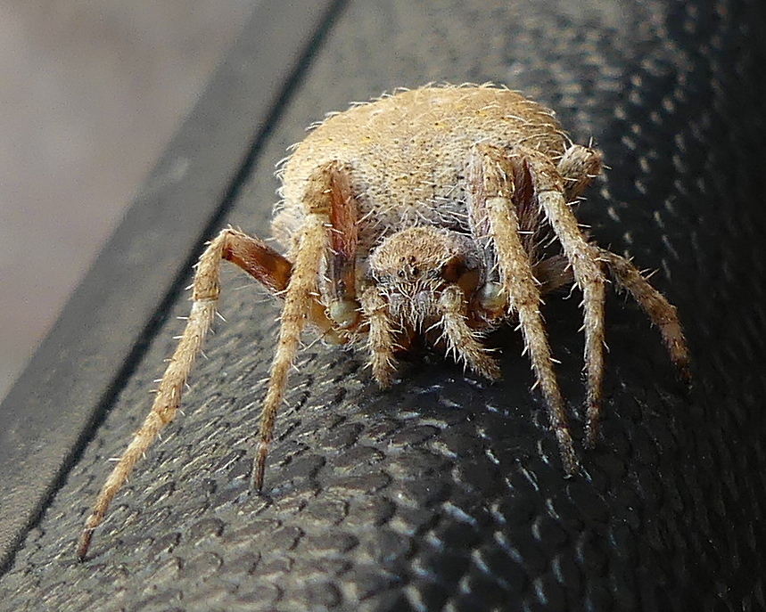 Redspot Hairy Field Spider (Spiders and Scorpions of Botswana