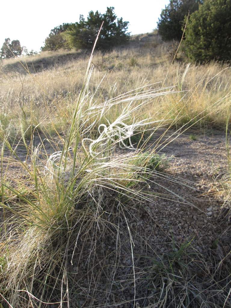 New Mexico Feathergrass (DenverBoulder Metro Area Grasses, Sedges, and Allies) · iNaturalist