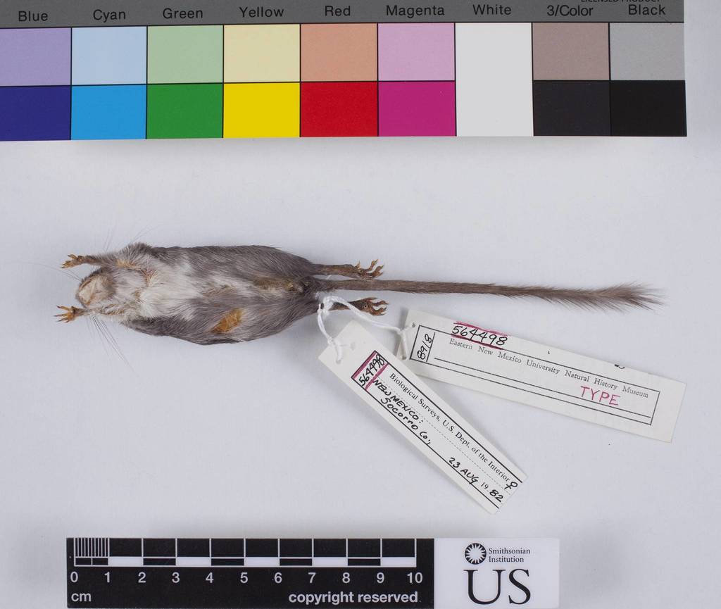 Rock Pocket Mouse (Mammals of the Kaibab National Forest) · iNaturalist