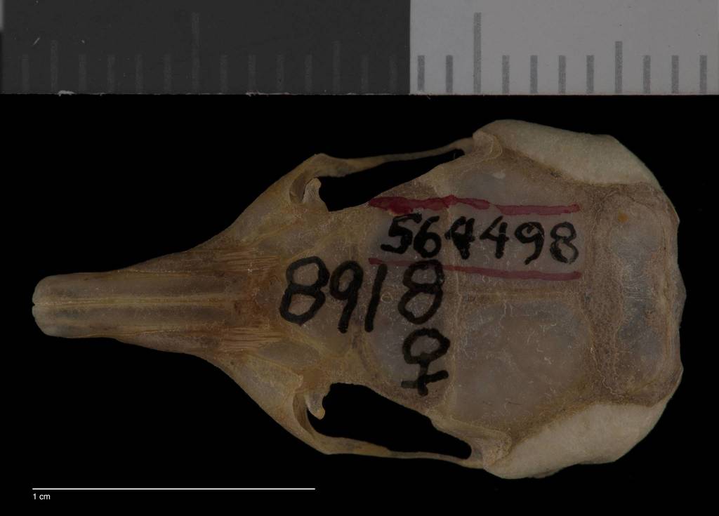 Rock Pocket Mouse (Mammals of the Kaibab National Forest) · iNaturalist