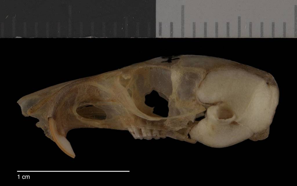 Rock Pocket Mouse (Mammals of the Kaibab National Forest) · iNaturalist