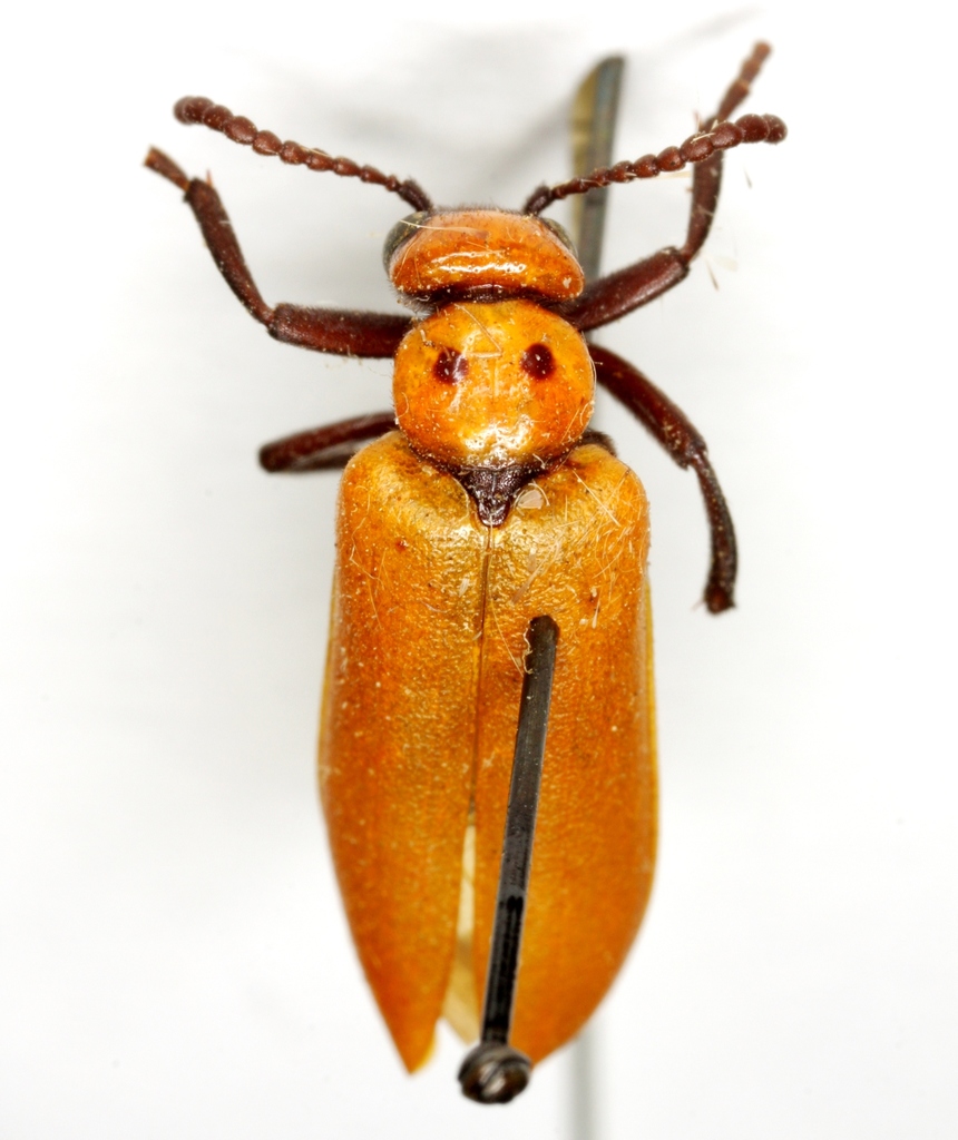 LeConte's Blister Beetle (Meloid Beetles of the United States