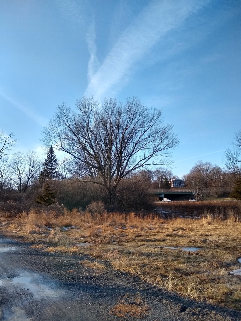 flowering plants from West Coxsackie, NY 12192, USA on December 28
