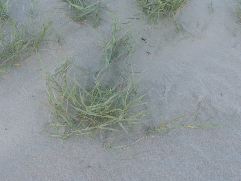 Salt Grass (COSA Plants) · iNaturalist