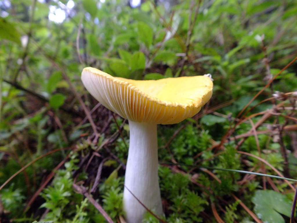 Golden Brittlegill (Edible Mushrooms In Ontario) · iNaturalist