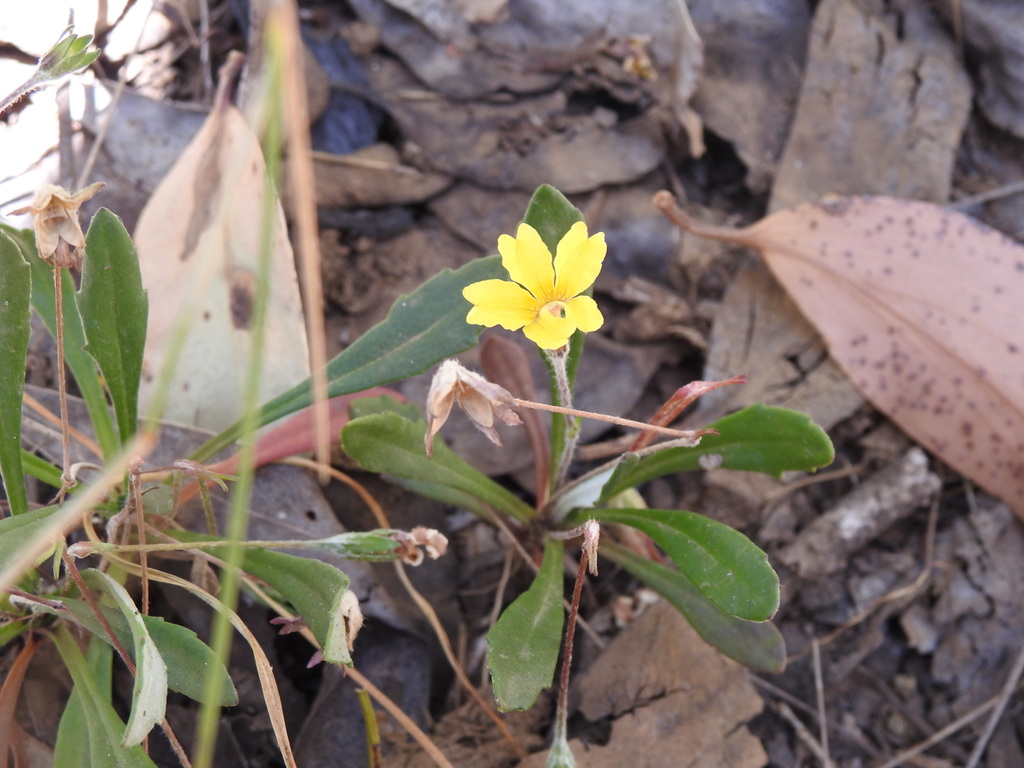 Antdan, 2020, Black's Goodenia Goodenia blackiana, https://www.inaturalist.org/observations/37447567