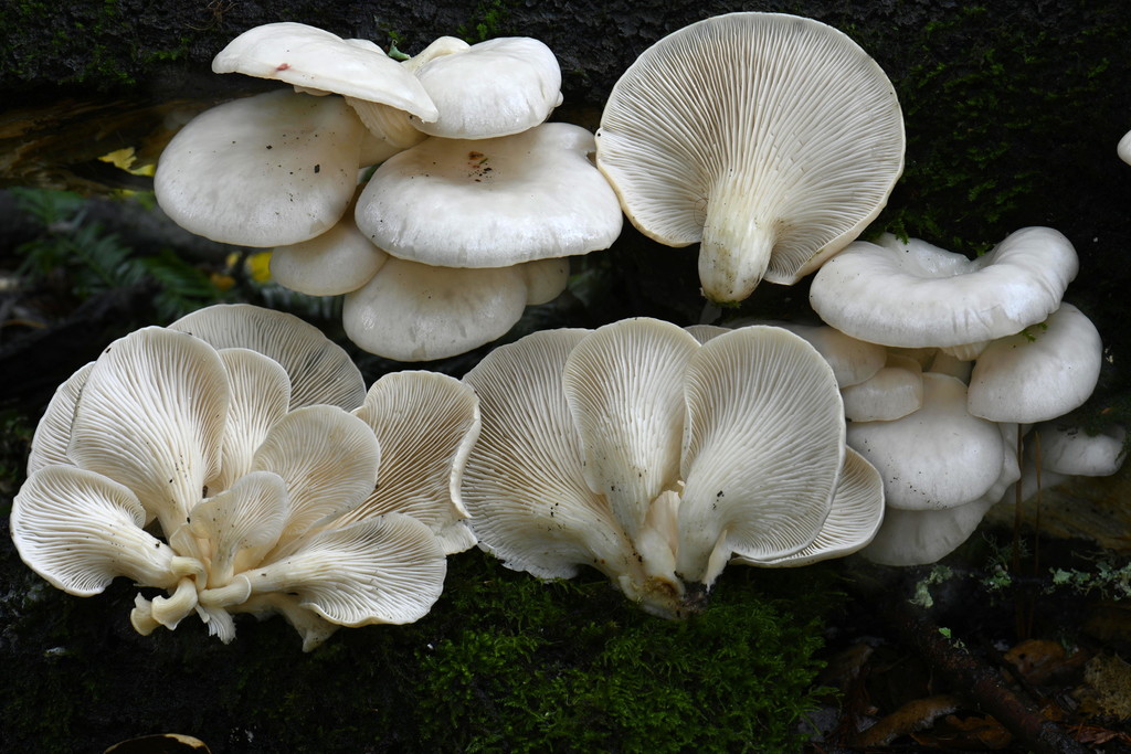 summer oyster mushroom Mushrooms of Chhattisgarh, India