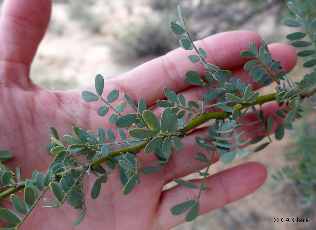 desert ironwood (Sonoran Desert Wildfire Plants) · iNaturalist
