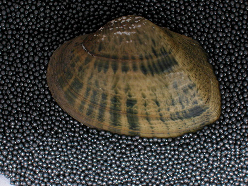 Snuffbox (Mussels of the Upper Green River, KY) · iNaturalist