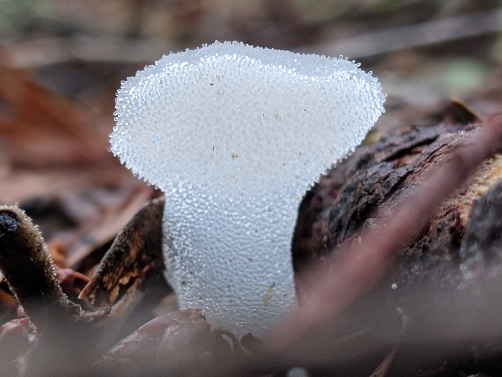 Toothed Jelly Fungus (Jelly Fungi of the Pacific Northwest) · iNaturalist