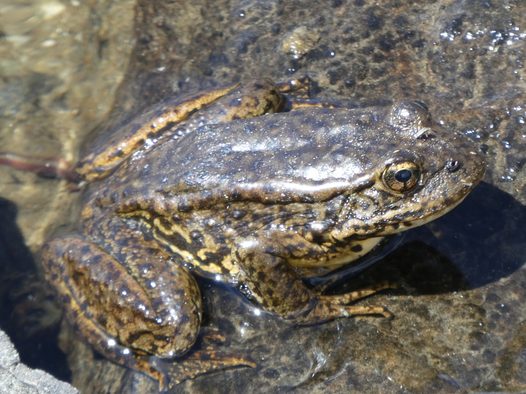 Sierra Nevada Yellowlegged Frog (Sequoia National Park Amphibians