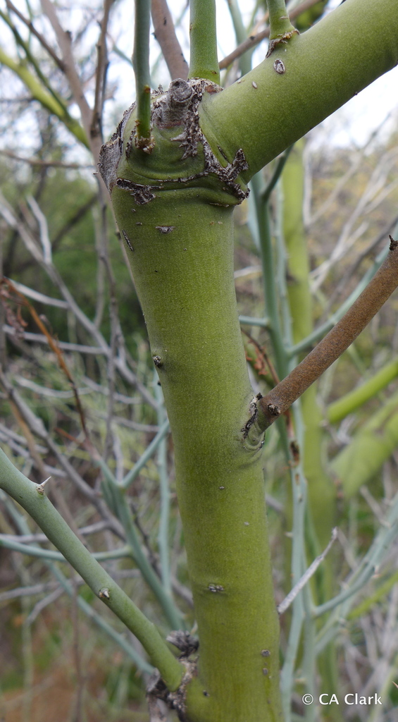 blue palo verde (Monsoon Season Species (August 2020 EcoQuest Guide