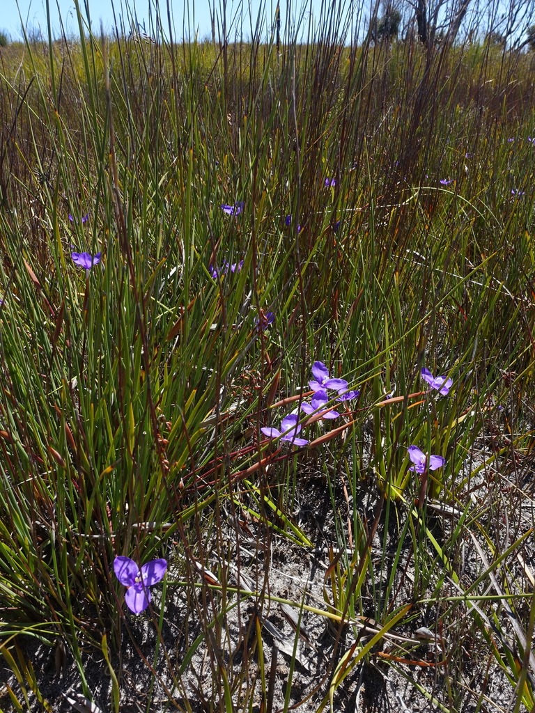 Purple Flag (Patersonia occidentalis) Tomahawk, Tasmania