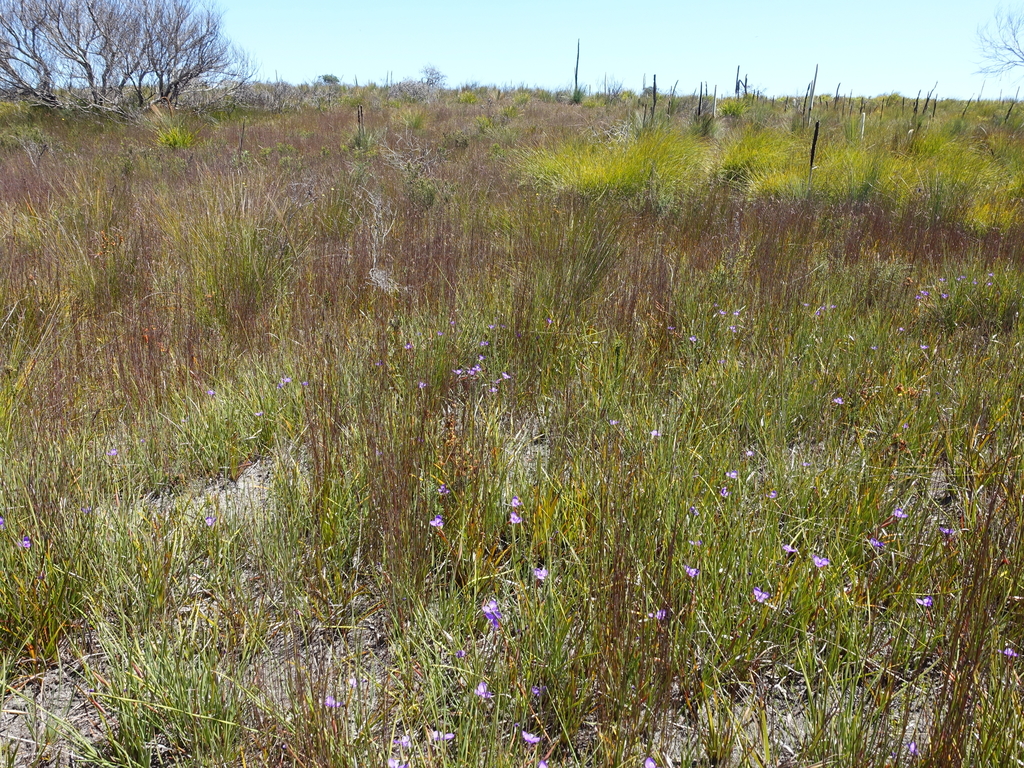 Purple Flag (Patersonia occidentalis) Tomahawk, Tasmania