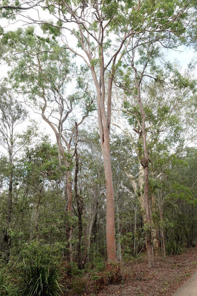 Lemonscented gum (ECP 23/24 incentive plants) · iNaturalist
