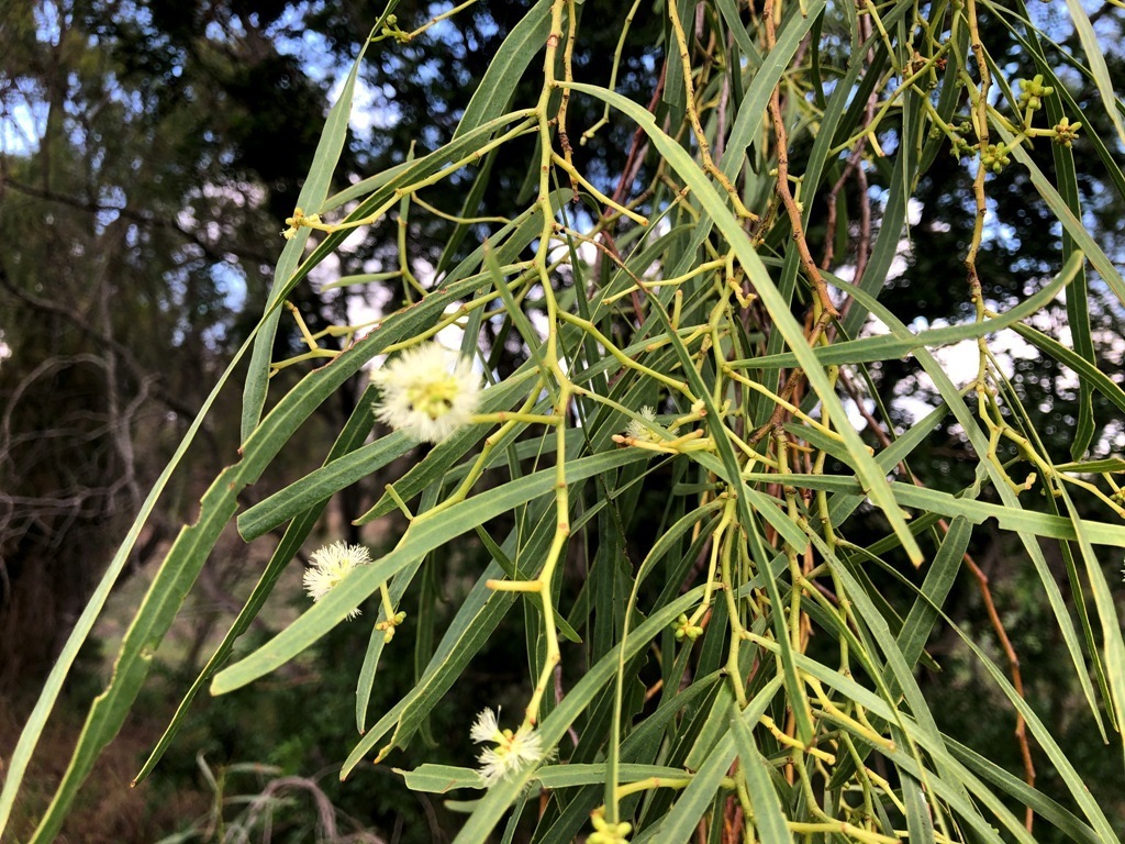 What Is A Willow Acacia at Audrey Cook blog