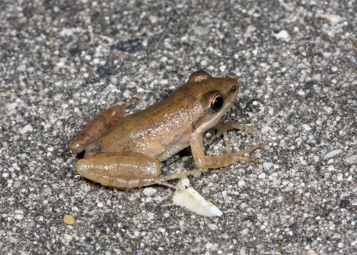 Cajun chorus frog (Herps of Travis County) · iNaturalist