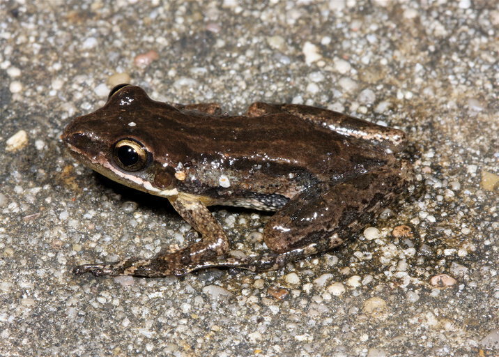 Cajun chorus frog (Herps of Travis County) · iNaturalist